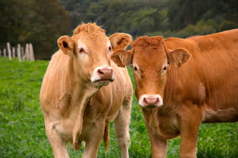 Two farmyard cows posing for an epic photograph.