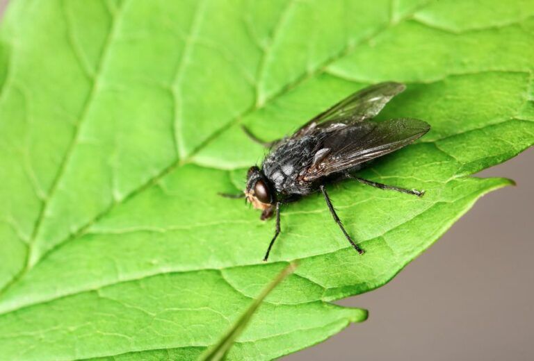 What Smells Do Flies Hate? 11 Herbs and Oils to Keep The Flies Away