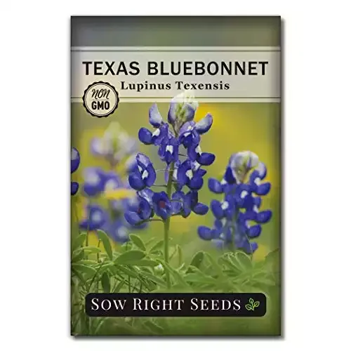 Sow Right Seeds - Texas Bluebonnet Seeds to Plant