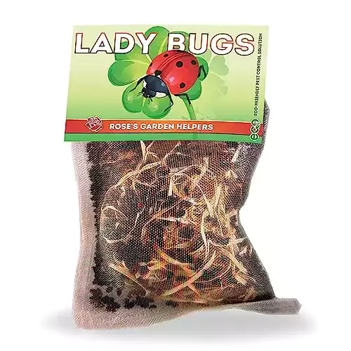 Pre-Fed Ladybugs | Rose's Garden Helpers