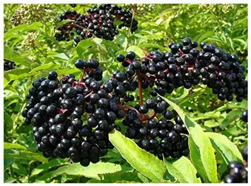 (13) Adams Elderberry Unrooted Cuttings, American Native Black Fruit Bearing Perennial