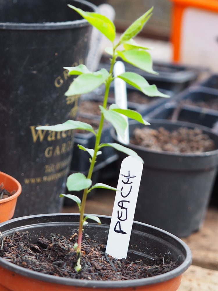 Peach seedling in a container with plant label