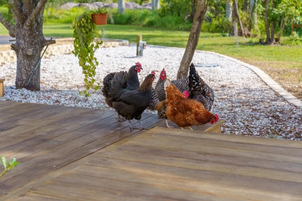 Backyard chickens taking a stroll on the porch waiting for lunch or breakfast.