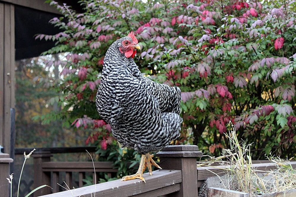 Barred Plymouth Rock chicken lounging and perching on the backyard porch railing.