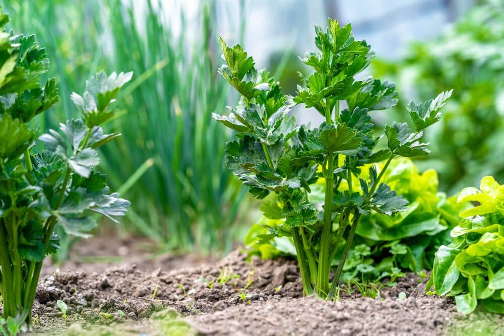Companion Planting: Ideal Vegetables And Herbs To Grow With Celery