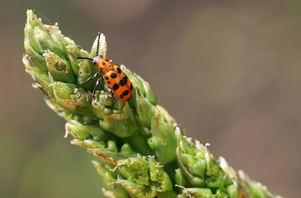 Colorful spotted asparagus beetle on an asparagus sprout.