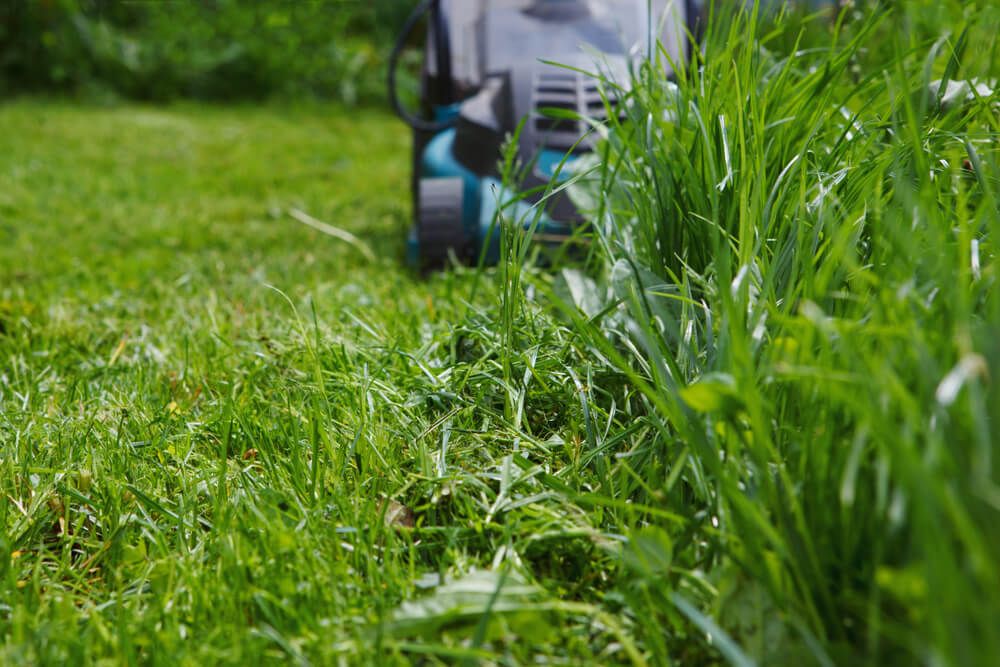 Cutting thick and overgrown green grass with an electric lawnmower.