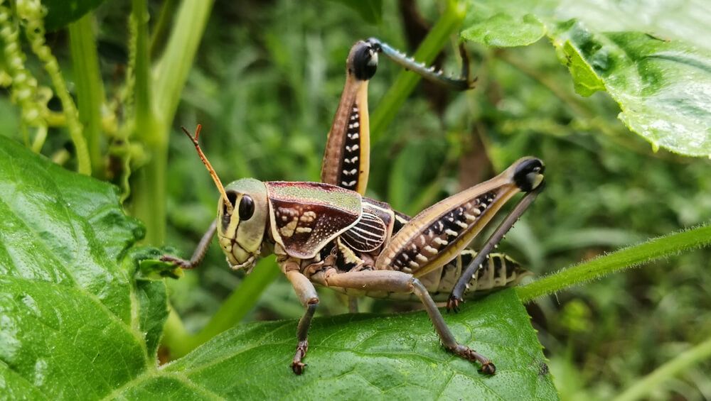 Epic eastern lubber grasshopper in the garden.