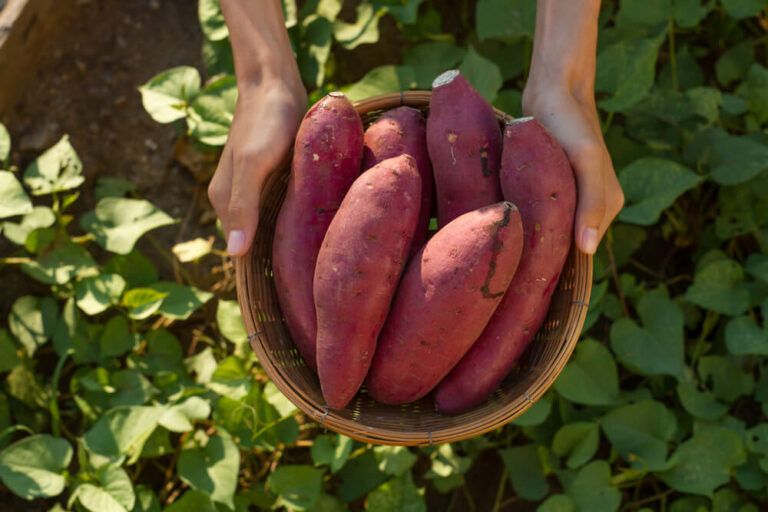 Sweet Potato Yield: How Many Plants Does Your Family Need?