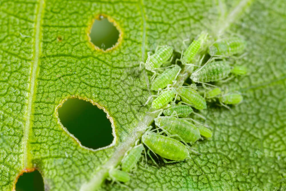 Green aphids crawling on a damaged green leaf.
