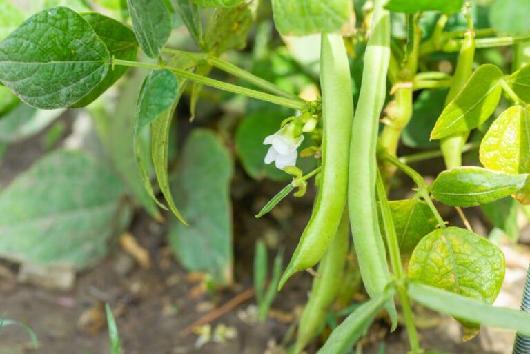 How Many Green Beans Per Plant? And How Many Plants Do You Need?