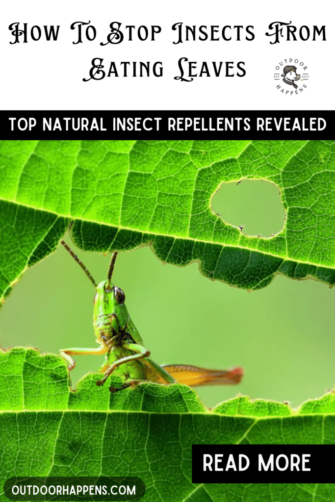 How to stop insects eating plant leaves top natural insect repellents revealed.