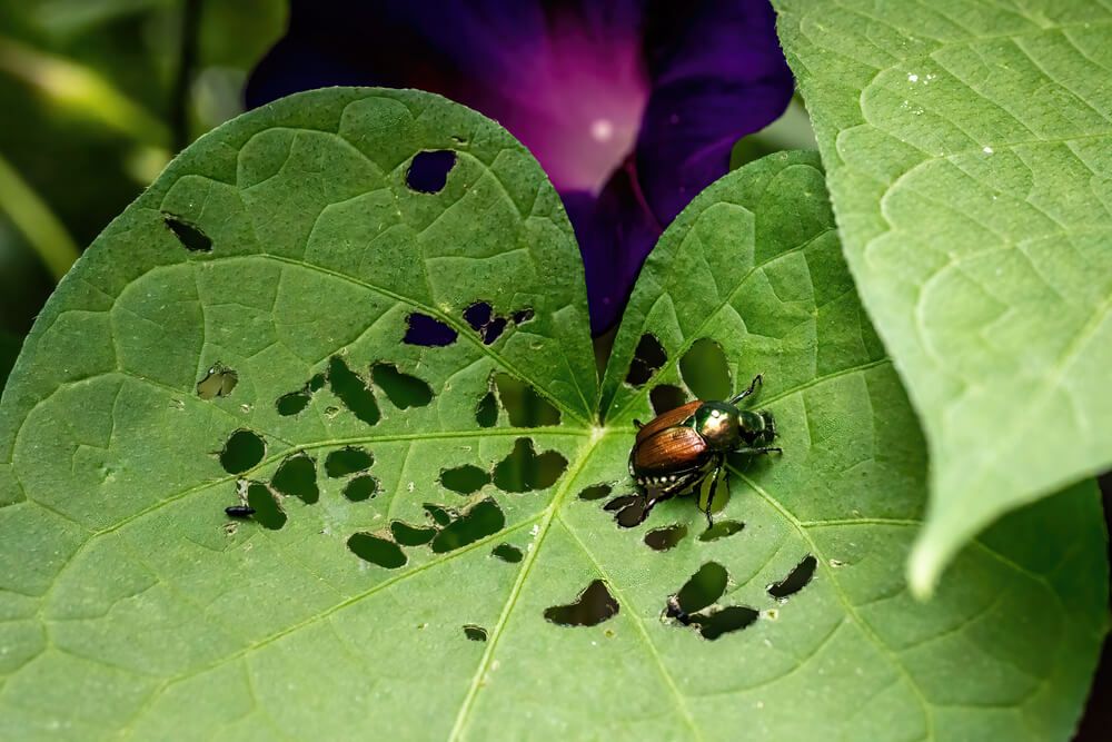 Japanese beetle snacking on garden leaf foliage.