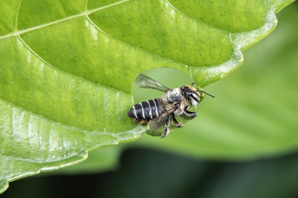 Leafcutter bee on a leaf seemingly taking foliage for nesting.