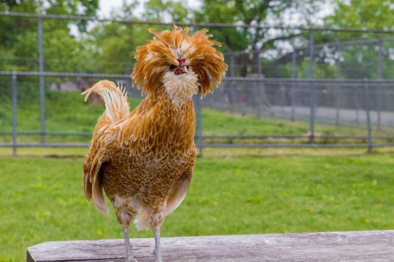 15 Fancy Chicken Breeds for Your Homestead or Backyard Flock