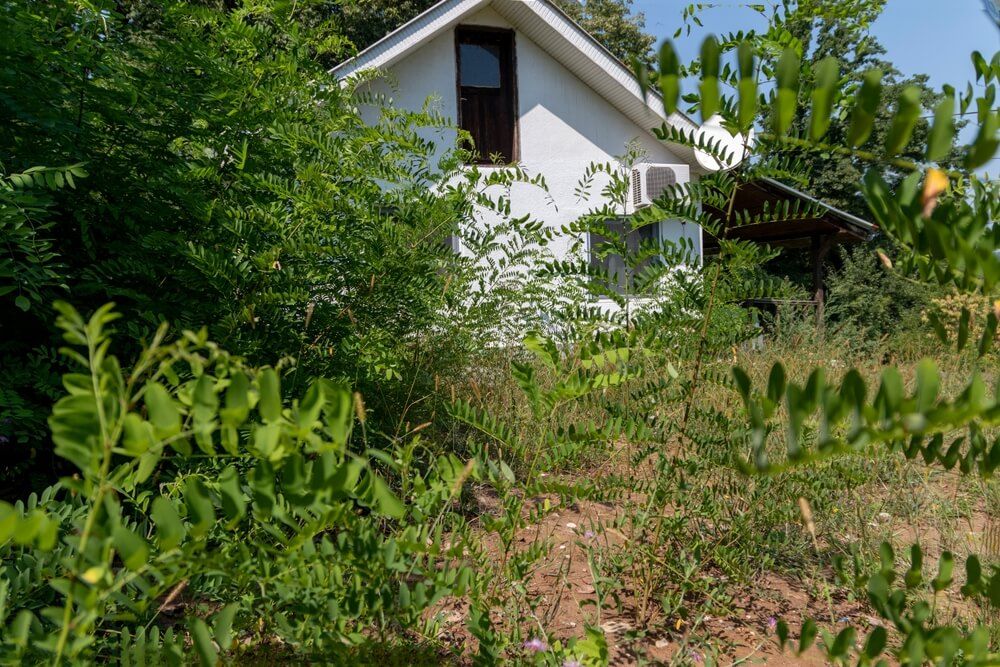 Old farmyard home overgrown with tall grass weeds shrubs and plants.