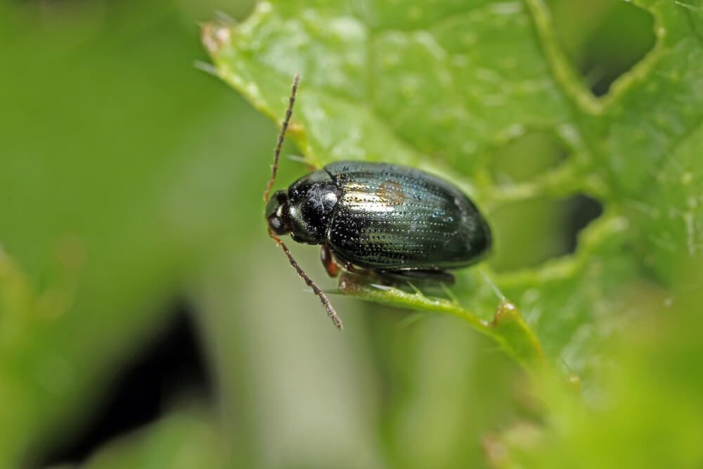 Shiny black flea beetle on an oilseed plant.