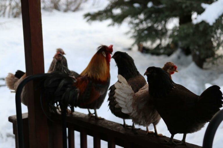 Small chicken flock keeping guard and perching on a porch railing.
