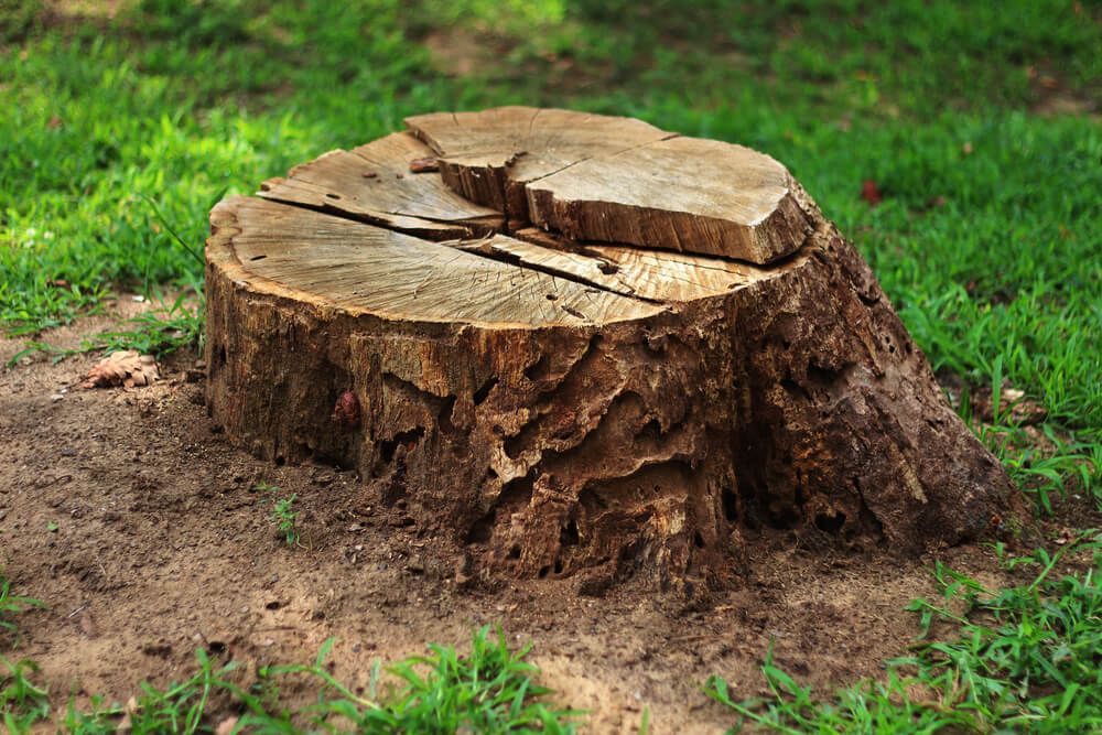 Thick tree stump surrounded with dirt and green grass.