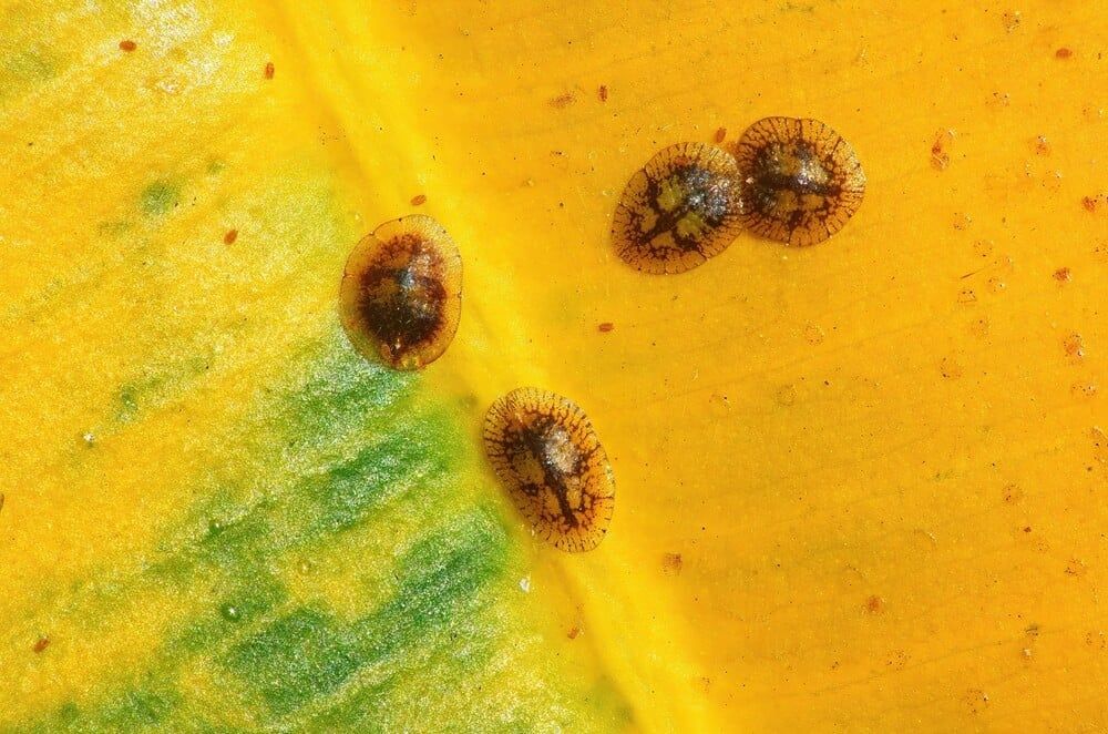 Tiny armored scale insects on a ficus elastica leaf.