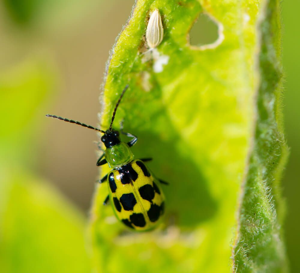 Western spotted cucumber beetle on a potato leaf.