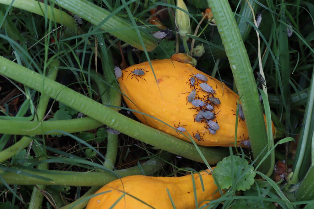 Yellow summer squash gourds with significant squash bug infestation.