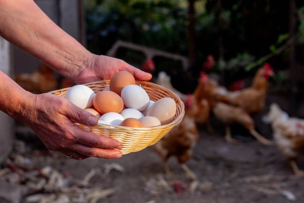 How long do farm fresh eggs last? A basket of freshly laid eggs.