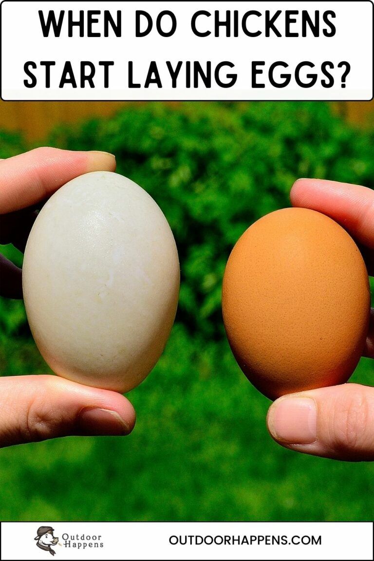 When do chickens start laying eggs