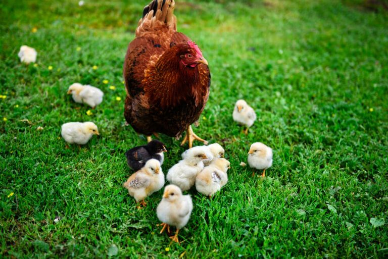 How Many Chickens Do I Need? Plan the Perfect Flock to Feed Your Family!