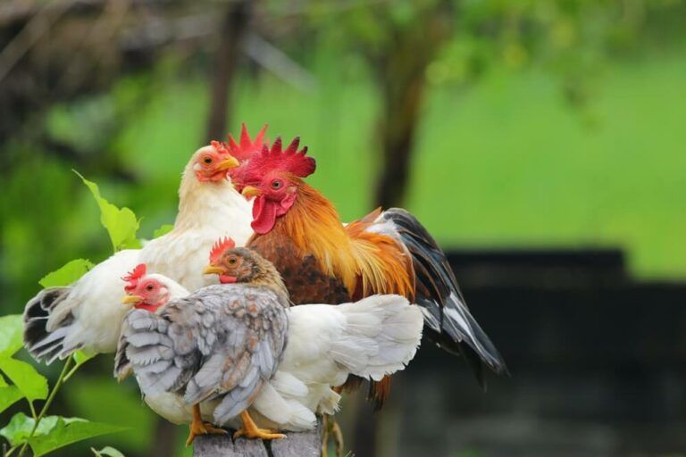 The Ultimate Guide to Bantam Chickens vs. Regular Chickens. Size, Eggs, and Cost!