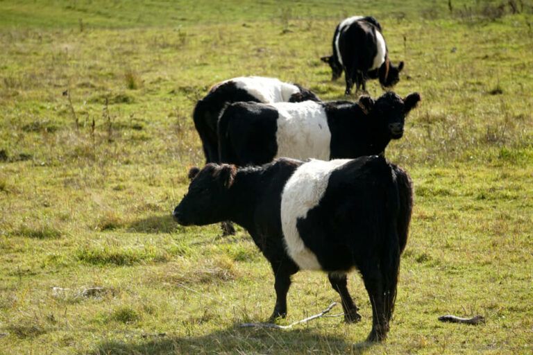 Belted Galloway Cattle: Oreo Cow Breed Profile – Appearance, Origin, and Cost!