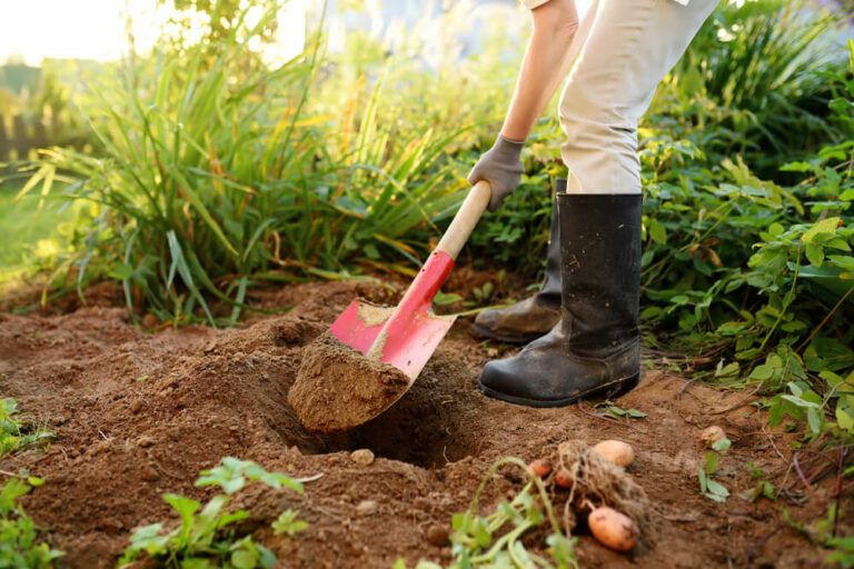 The Best Soil for Your Vegetable Garden to Grow an Abundant Harvest