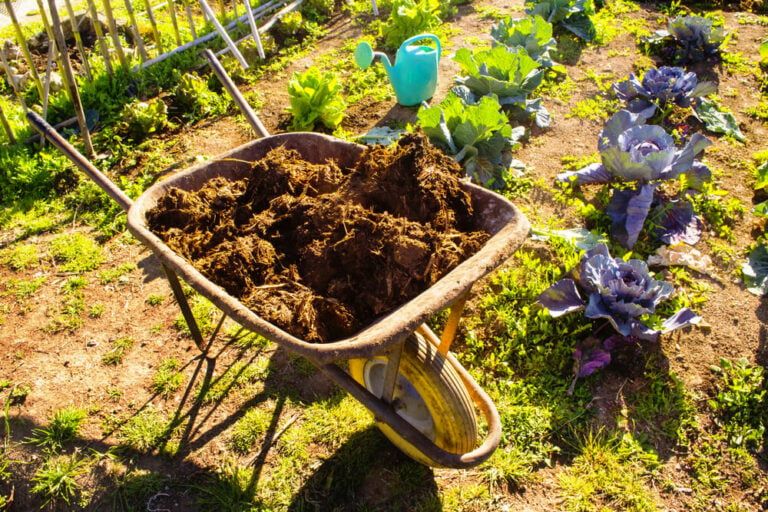 How to Choose the Best Fertilizer for Vegetable Gardens (Including Our Top 9 Picks!)