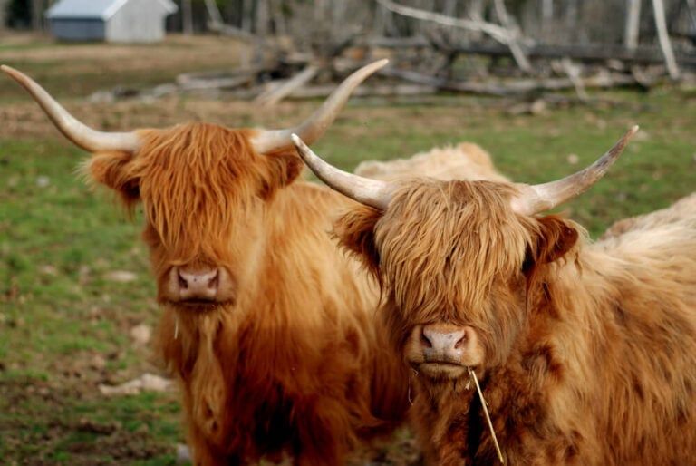 What Are Highland Cows Used For? | Real-World Highland Cattle Profile!