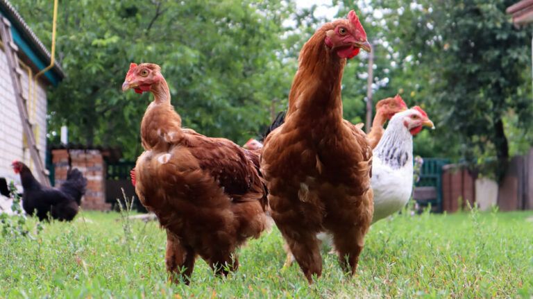 How Long Do Chickens Live and Lay Eggs? Full Chicken Lifespan Facts Explained!