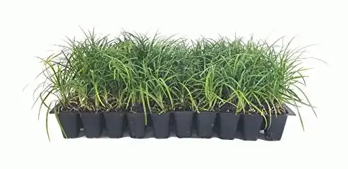 Mondo Grass | 60 Live Plants | Florida Foliage