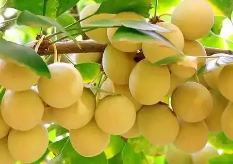 Three Ginkgo Biloba Fruit Seeds - Non-GMO
