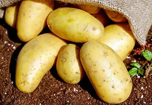 TomorrowSeeds | Yukon Gold Seed Potatoes
