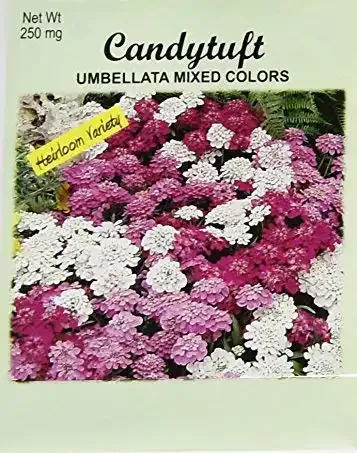 Set of 50 Flower Seed Packets! Candytuft Heirloom Seeds