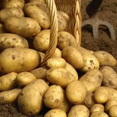 Simply Seed™ - Kennebec Potatoes - 5 LBS -No GMO