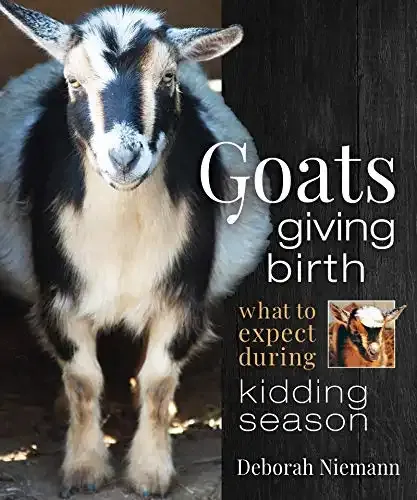 Goats Giving Birth: What to Expect during Kidding Season | Deborah Niemann