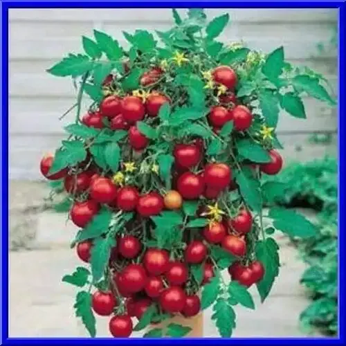 Tumbling Tom Tomato Seeds - Grow in Pots & Hanging Baskets (10 Seeds)