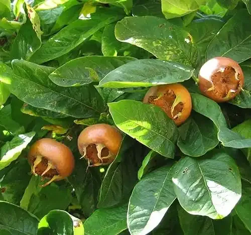 Mespilus germanica (Medlar) Tree Seed, White, Flowers, Round, Hard, Four Centimetre Fruits, You Choose The Quantity (1 Pack)