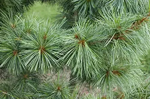Korean Pine - The Source of Pine Nuts - 2 Year Live Plant