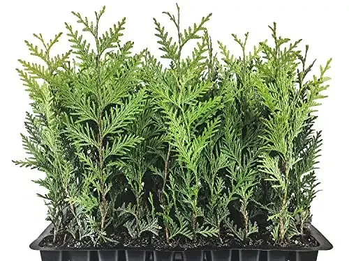 Thuja Arborvitae Green Giant Qty 40 Live Trees Evergreen Privacy