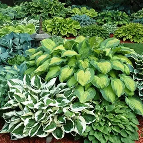 Mixed Heart-Shaped Hosta Bare Roots - Rich Green Foliage, Low Maintenance, Heart Shaped Leaves