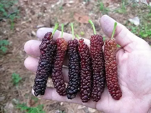 Morus 'Pakistan' (Mulberry) one Starter Plant, Bare Root, 6-12 inches high Plant