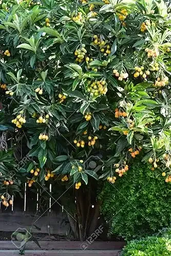Loquat Tree (Eriobotrya Japonica), Live Tree, Japanese Plump Golden Color Fruit Tree (10-15 Inches)