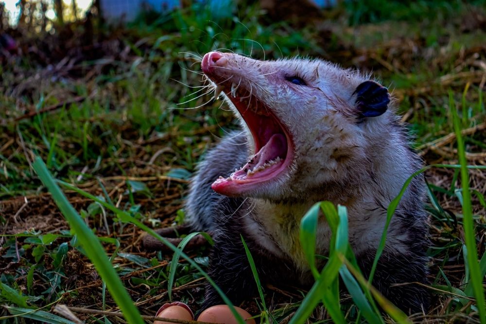A possum with its mouth wide open, about to eat a bunch of chicken eggs.