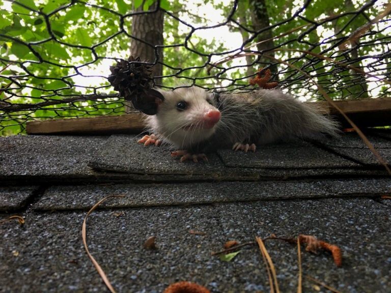 A young opossum invades a chicken coop searching for eggs in Garner North Carolina, Raleigh Triangle area, Wake County